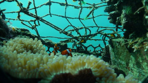沖縄の海、珊瑚礁、クマノミなど